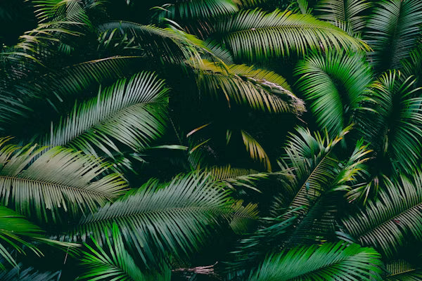 3D Tropical Forest Wall Mural – Jungle Leaf Wallpaper